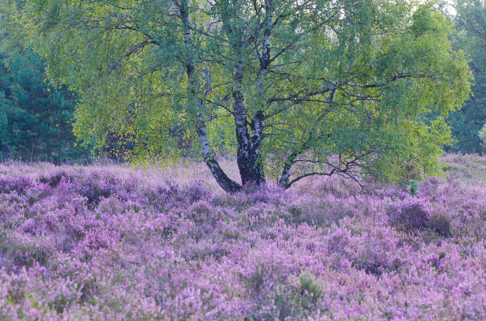 Blühende Heide