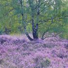 Blühende Heide