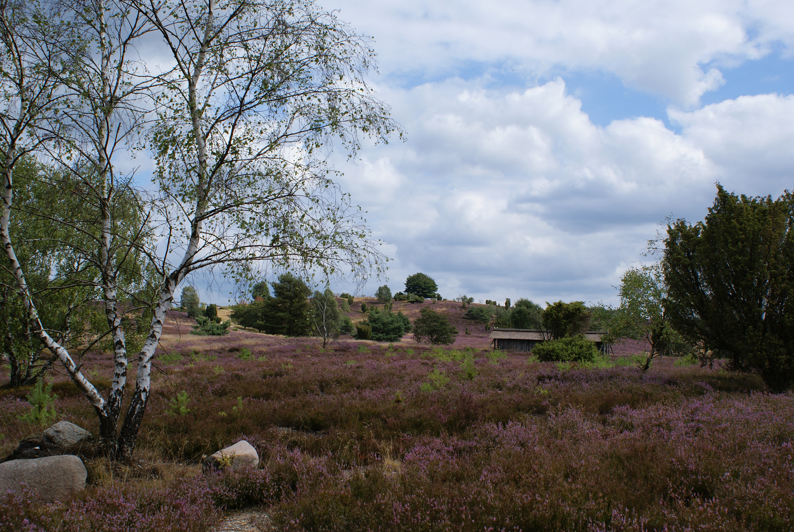 Blühende Heide