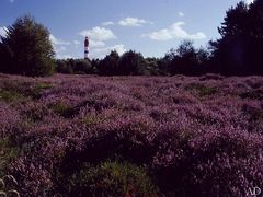 Blühende Heide auf Amrum