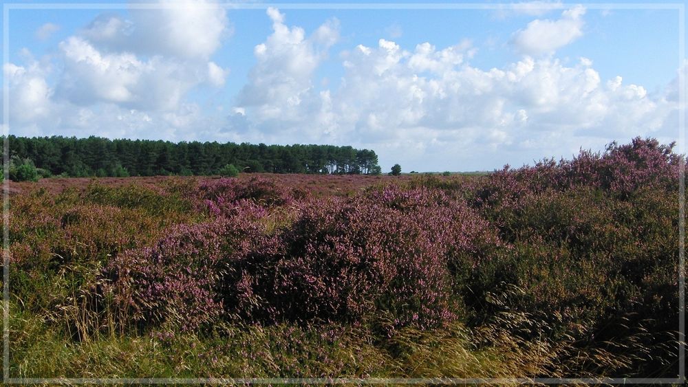 Blühende Heide auf Amrum