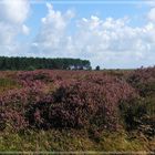 Blühende Heide auf Amrum