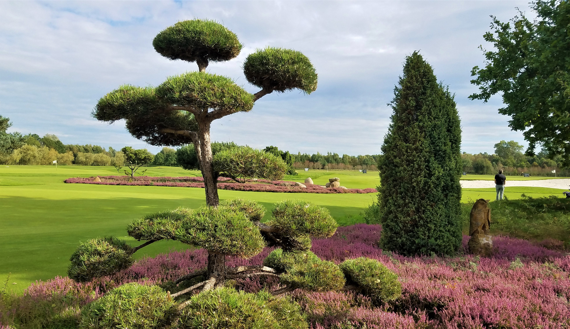 Blühende Heide auf dem Golfplatz