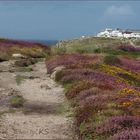 - blühende Heide auf dem South West Coast Path -