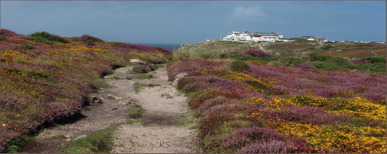 - blühende Heide auf dem South West Coast Path -