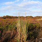 Blühende Heide auf Sylt