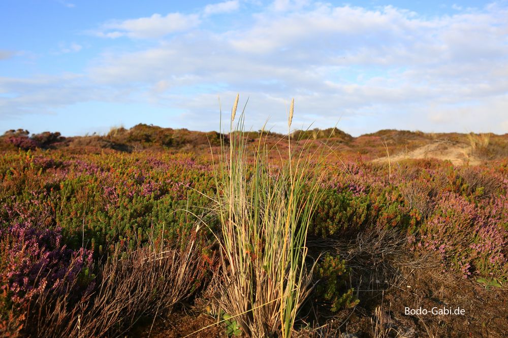 Blühende Heide auf Sylt