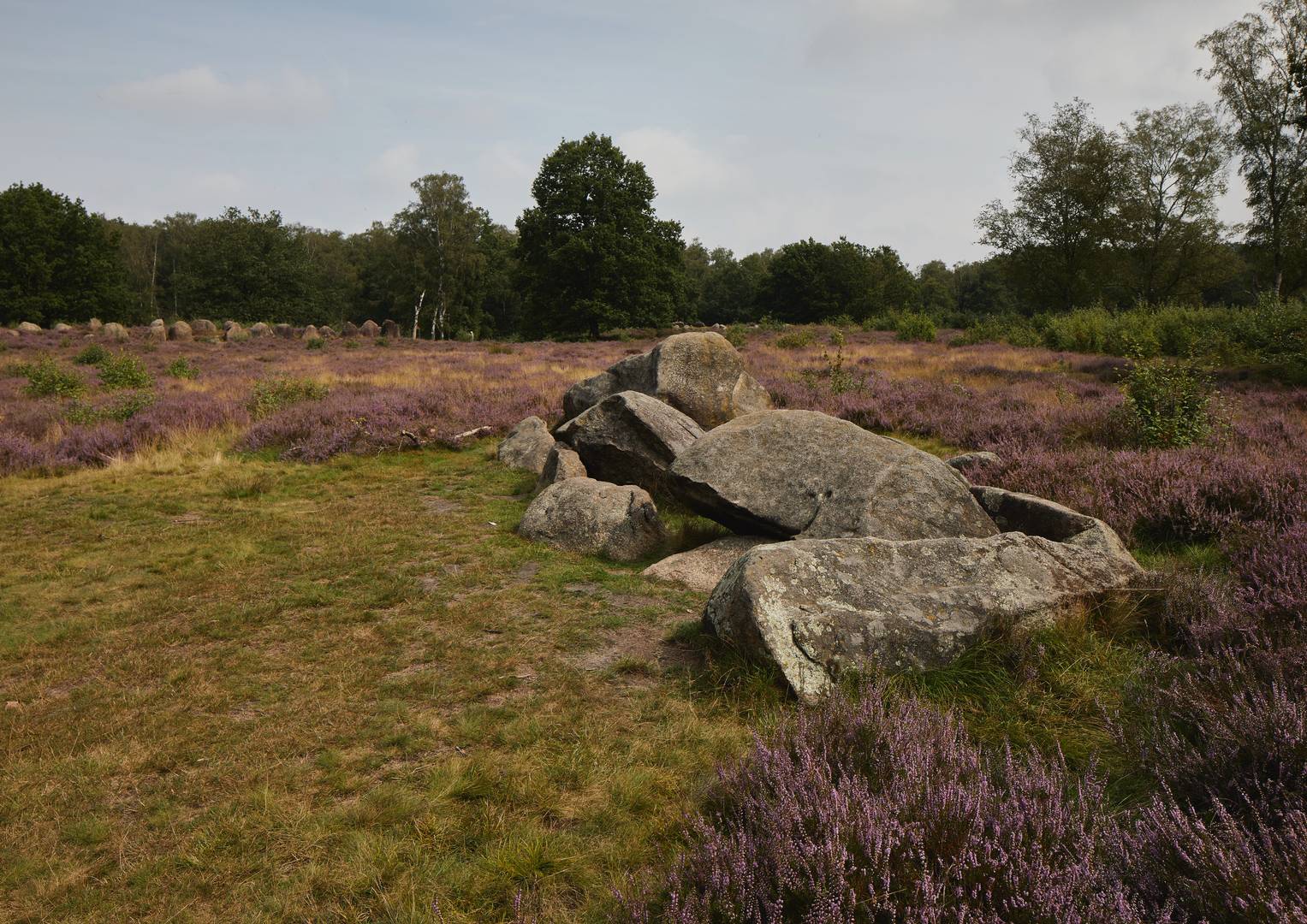 blühende Heide Glaner Braut