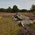 blühende Heide Glaner Braut