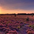 Blühende Heide im Abendlicht