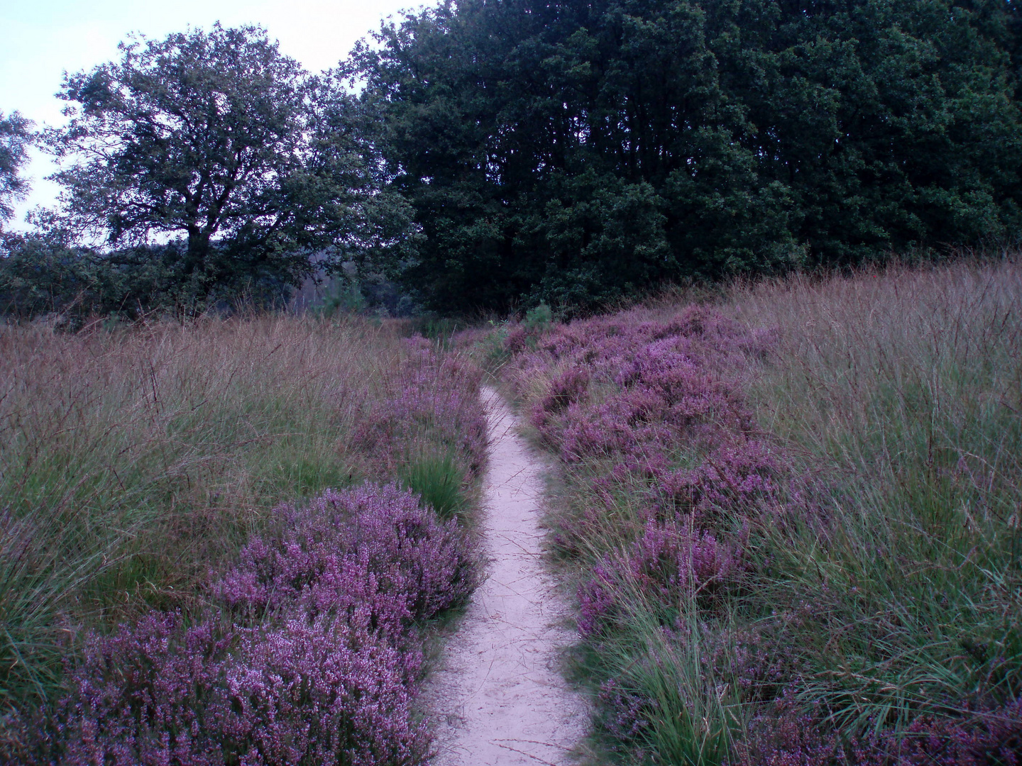 Blühende Heide im Naturpark De Meinweg