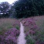 Blühende Heide im Naturpark De Meinweg