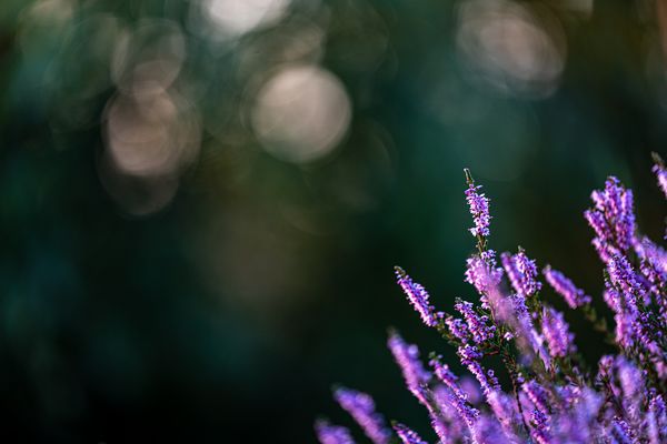 blühende Heide mit türkisen Lens