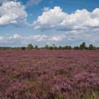 Blühende Heide soweit das Auge reicht