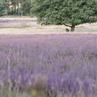 Blühende Heideflächen in der Lüneburger Heide