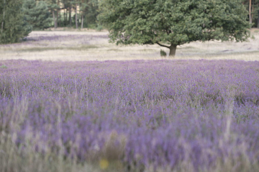 Blühende Heideflächen in der Lüneburger Heide