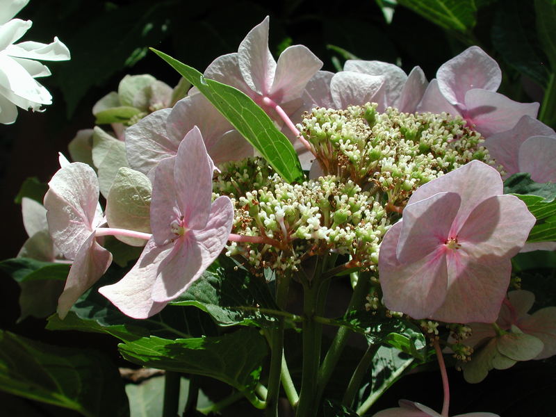 Blühende Hortensie