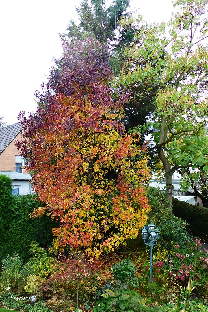 Blühende Hortensien am 18.11.18