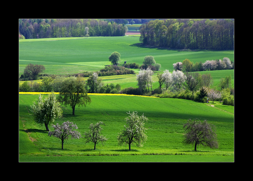 blühende Idylle