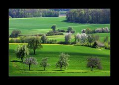 blühende Idylle