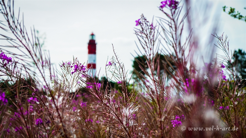 Blühende Insel