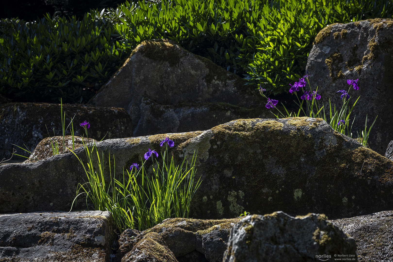 Blühende Iris