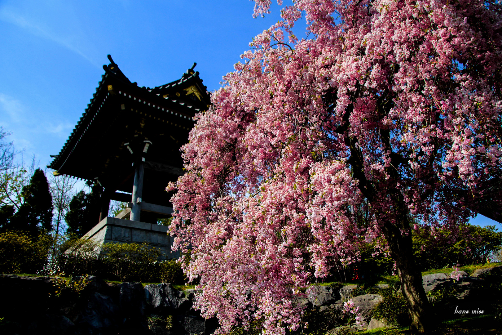 Blühende Japanische Kirsche vor einem Tempel