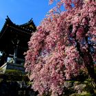 Blühende Japanische Kirsche vor einem Tempel