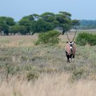 Blühende Kalahari