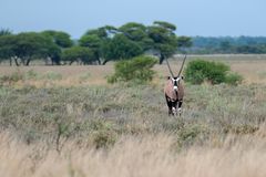 Blühende Kalahari