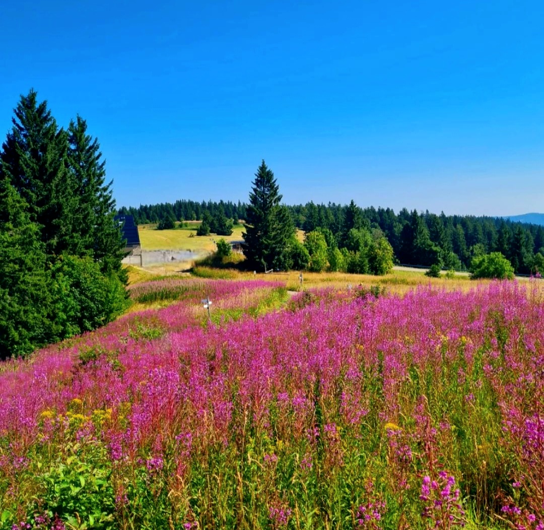 Blühende Kandel 