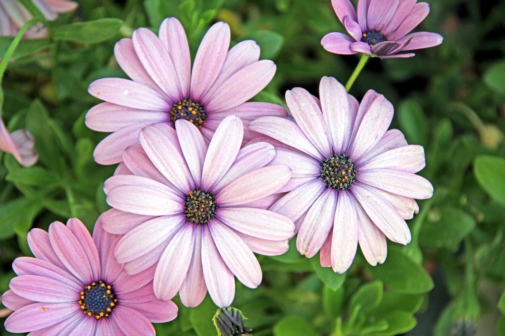  Blühende Kapkörbchen in meinem Garten