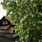 Blühende Kastanie im Spreewald