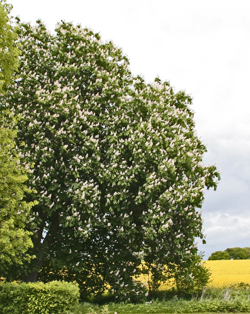 Blühende Kastanie vorm Rapsfeld