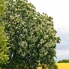 Blühende Kastanie vorm Rapsfeld