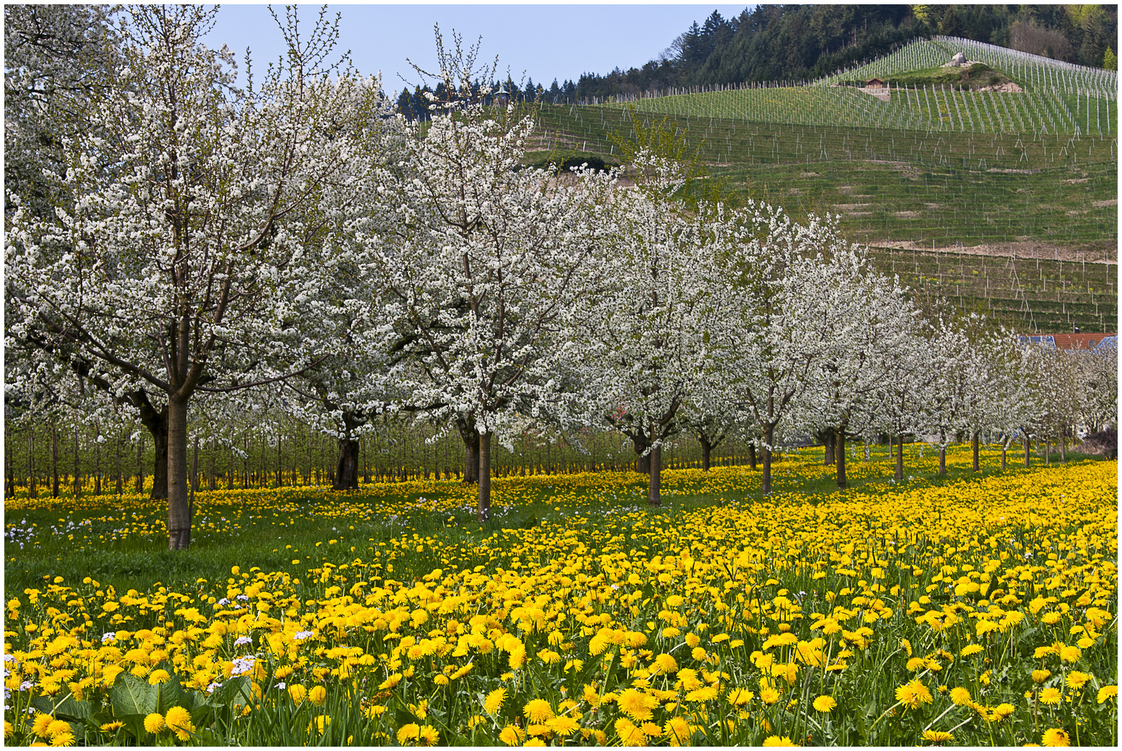 Blühende Kirschbäume bei Oberkirch.