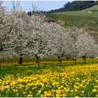 Blühende Kirschbäume bei Oberkirch.