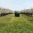Blühende Kirschbäume mit Bienenstock