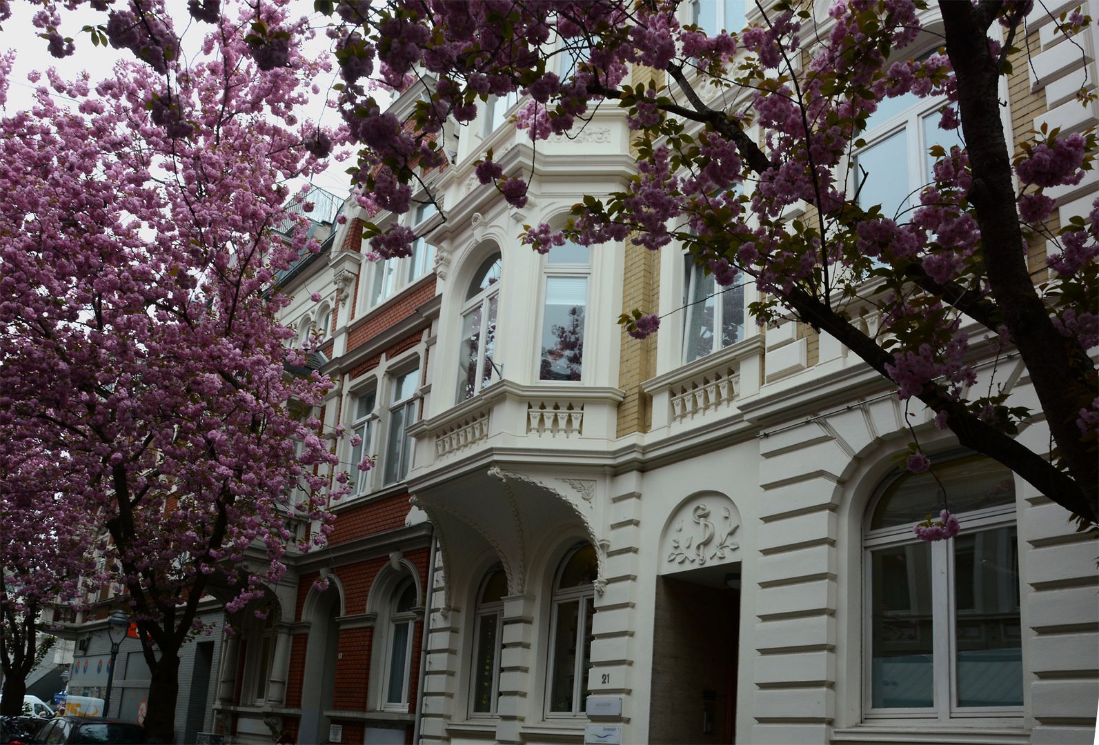 Blühende Kirschbäume und alte Fassaden. 