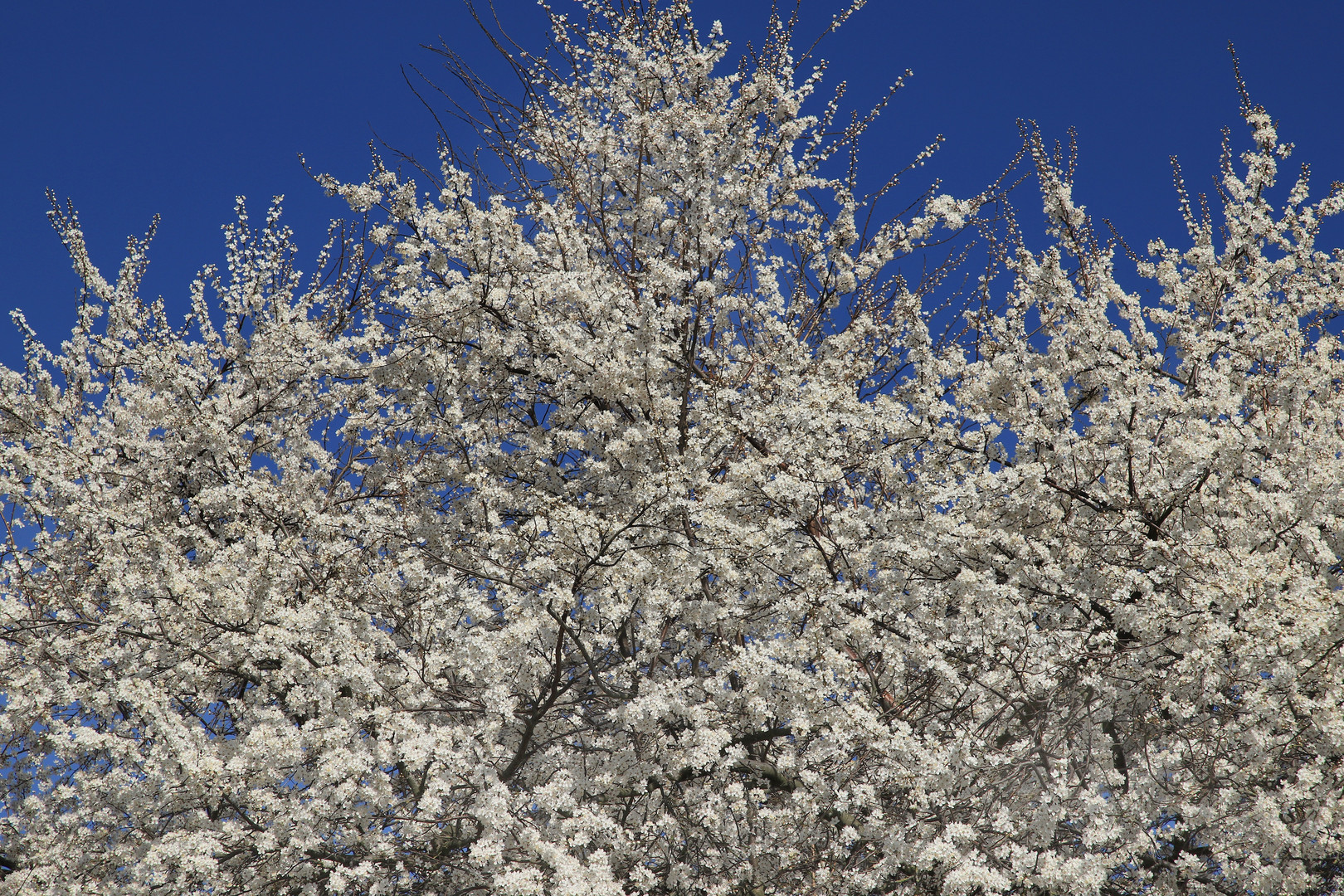 Blühende Kirschpflaume am Möhnesee, Prunus cerasifera