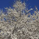 Blühende Kirschpflaume am Möhnesee, Prunus cerasifera