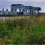 Blühende Kölner Stadtlandschaft (I)