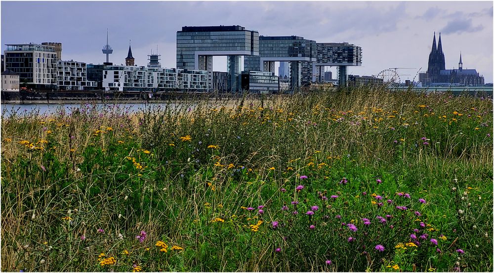 Blühende Kölner Stadtlandschaft (I)