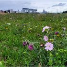 Blühende Kölner Stadtlandschaft (II)