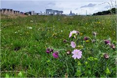 Blühende Kölner Stadtlandschaft (II)