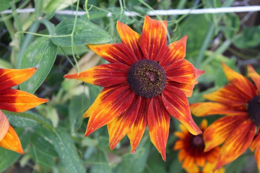 Blühende Kokardenblume(n)