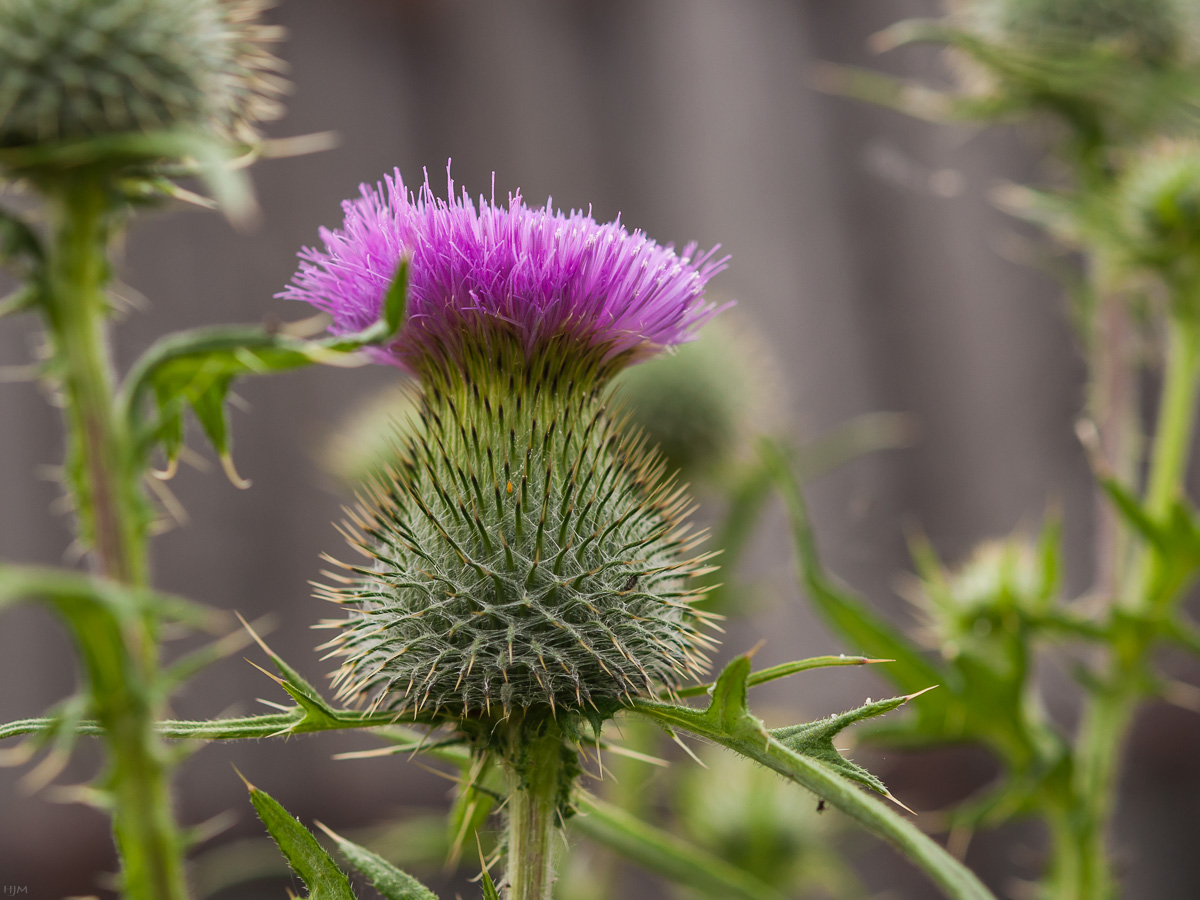 Blühende Kratzdistel