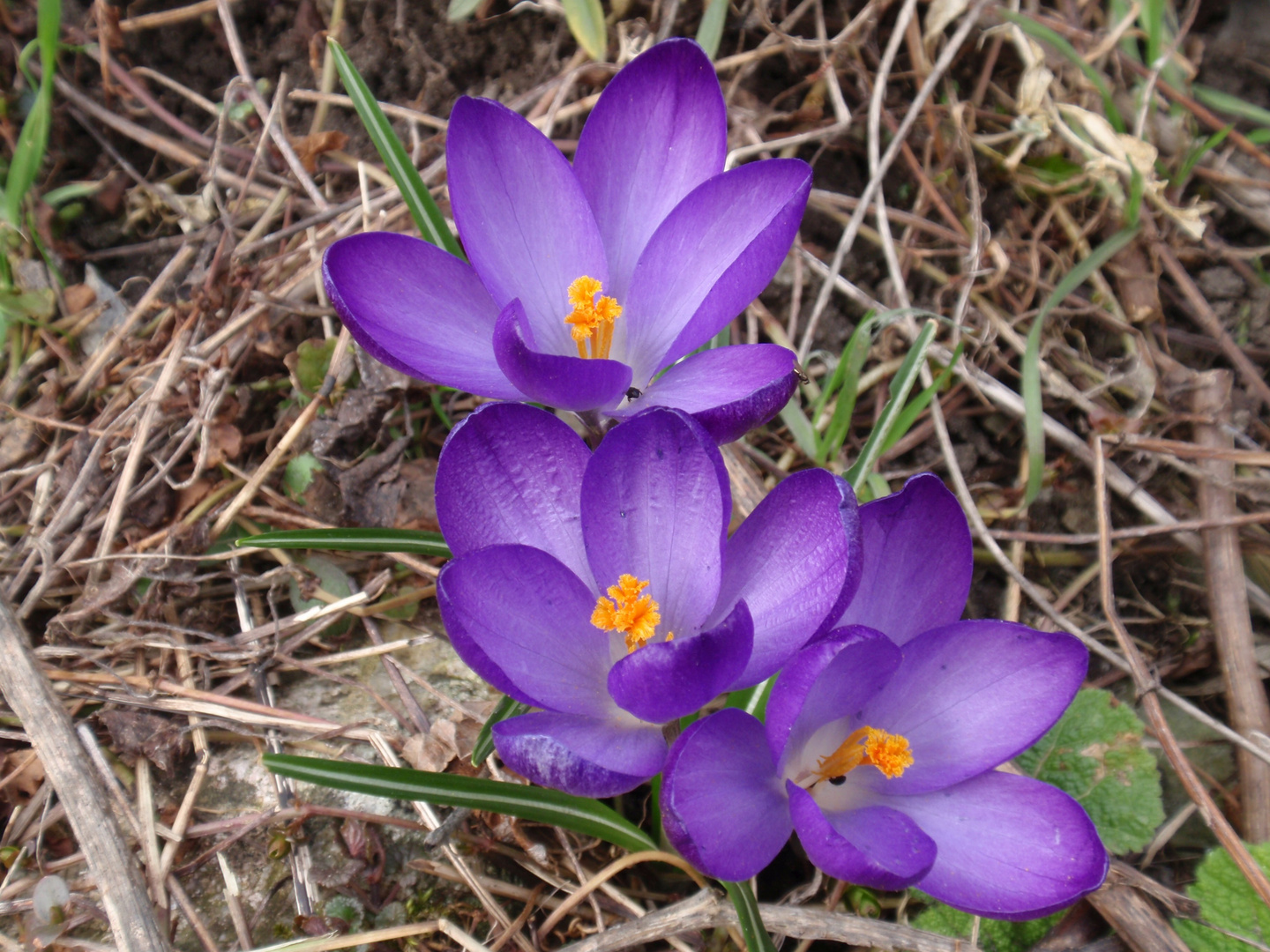 Blühende Krokusse