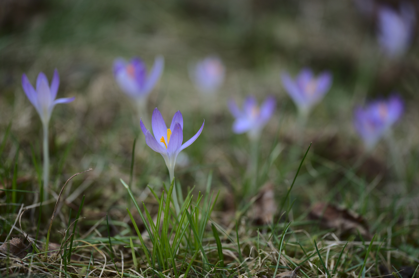 Blühende Krokusse