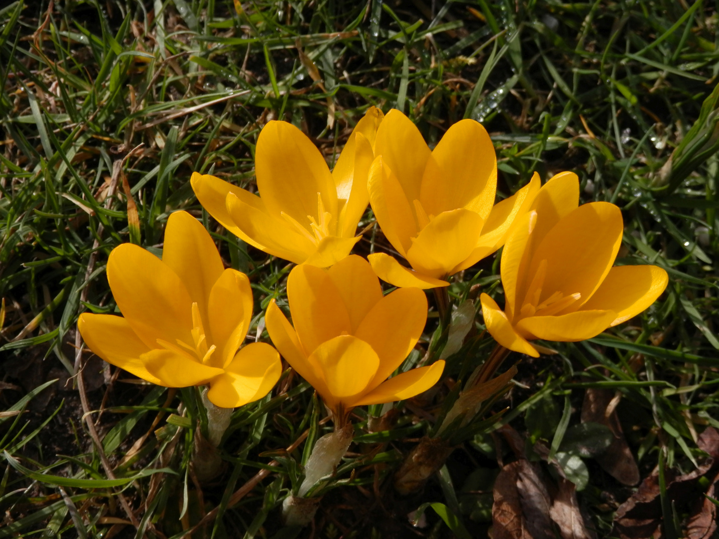 Blühende Krokusse Foto & Bild natur, krokus, krokusse Bilder auf